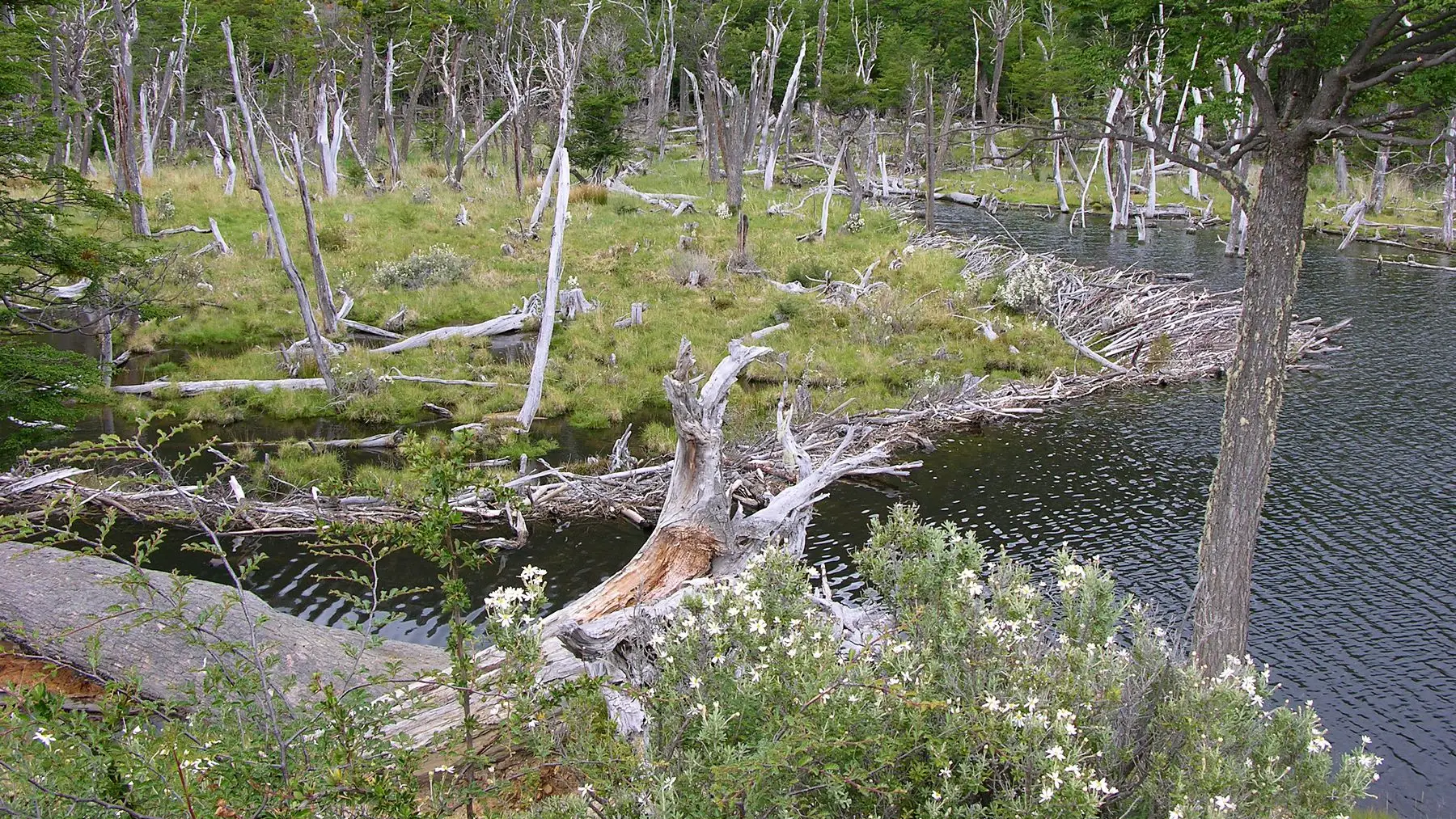 Dique de castores con árboles secos en un bosque de Tierra del Fuego