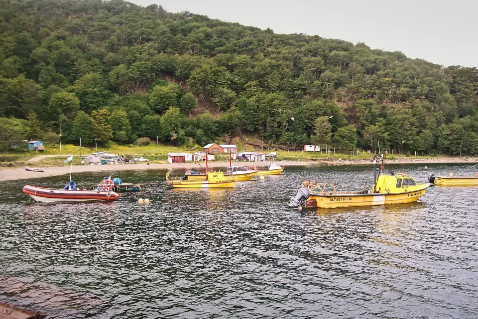 Lanchas de pescadores amarillas fondeadas en Puerto Almanza, sobre el Canal Beagle, con casas al pie de un cerro con bosque