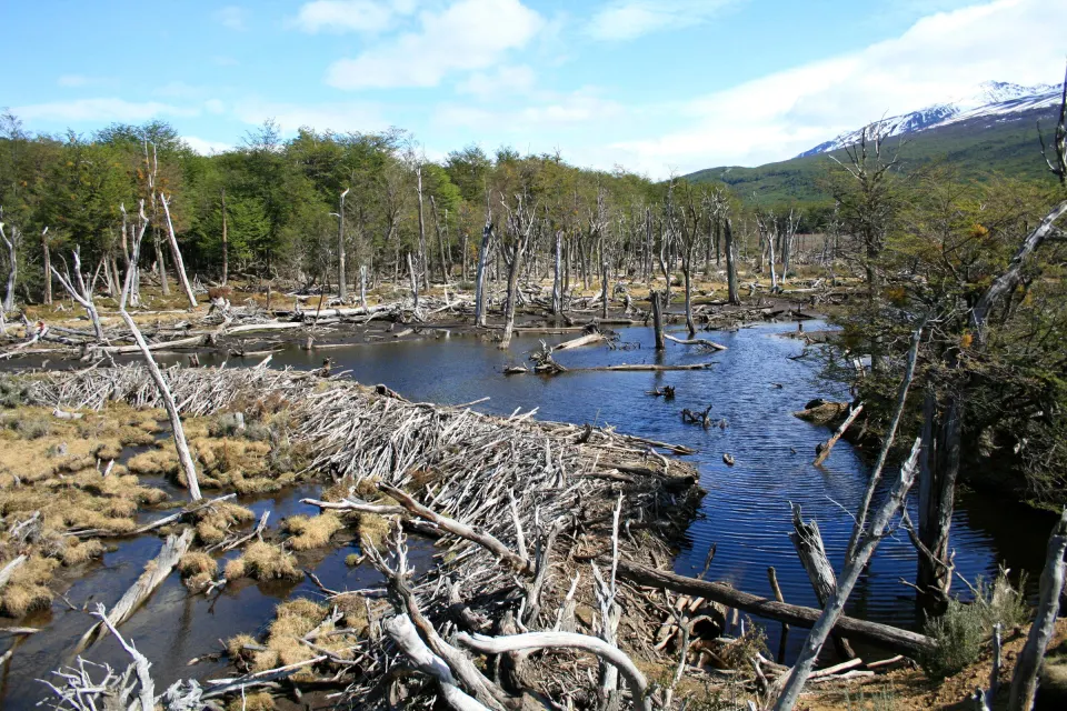 Dique de castores sobre un arroyo del Parque Nacional Tierra del Fuego, con árboles secos y bosque de lengas detrás