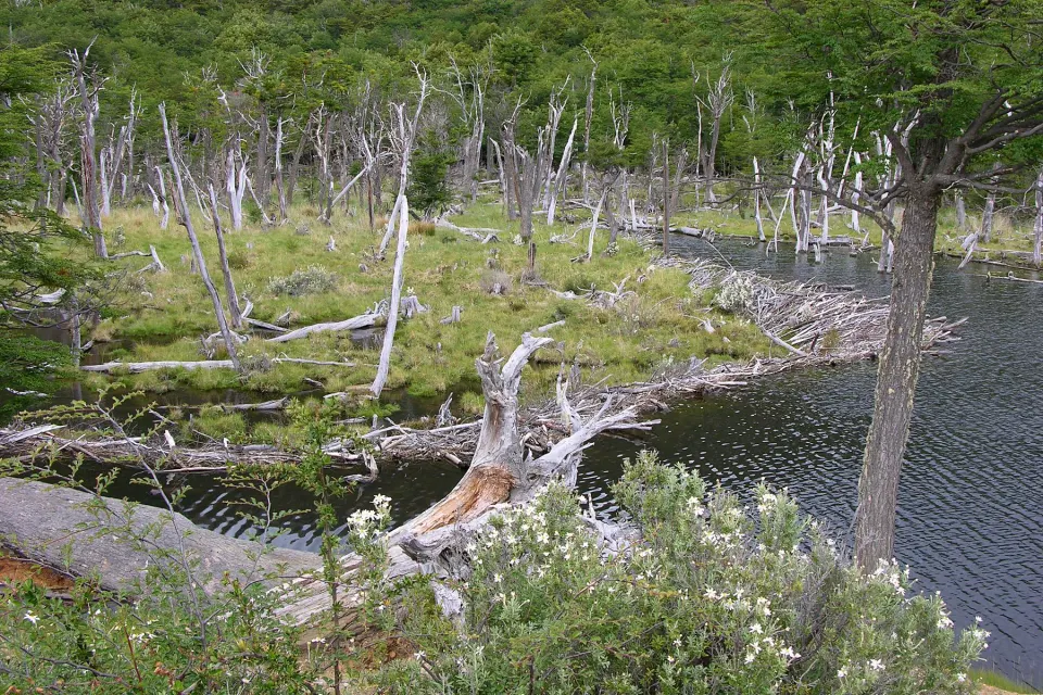 Dique de castores con árboles secos en un bosque de Tierra del Fuego