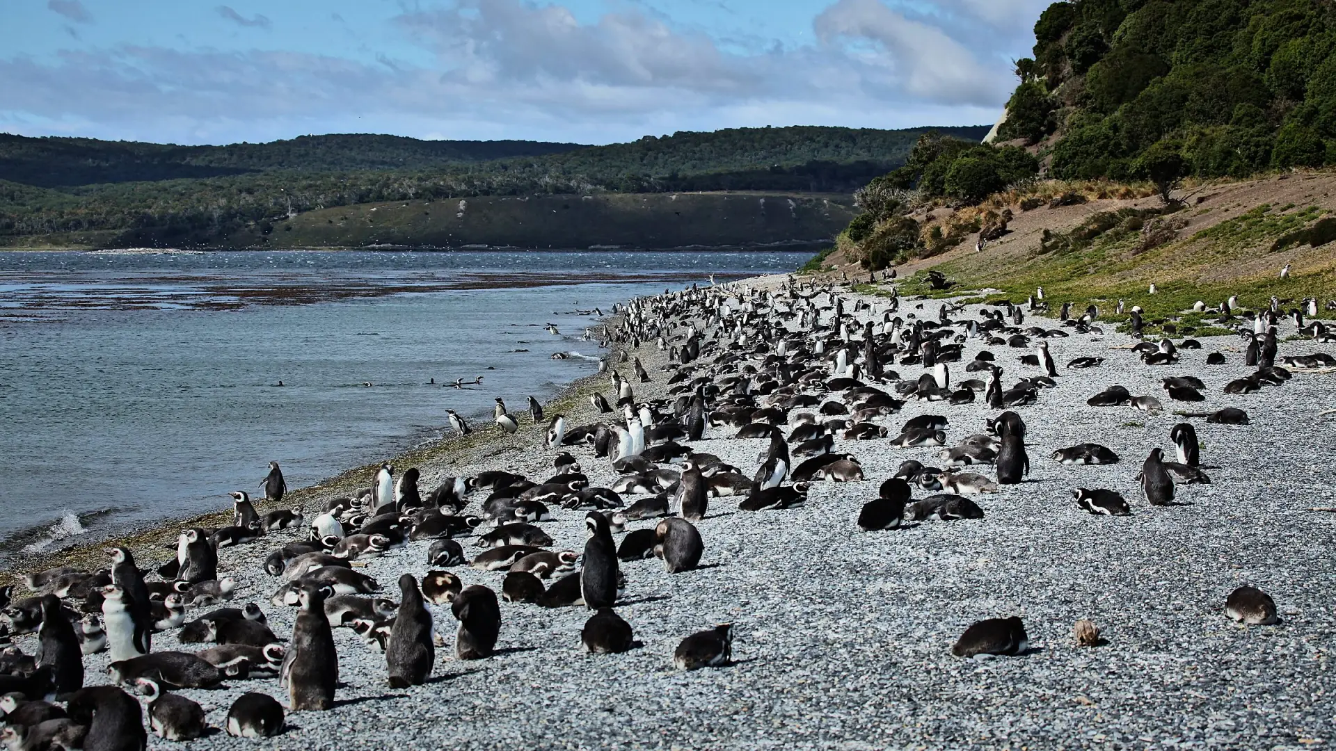 Cientos de pingüinos magallánicos en la costa de la Isla Martillo, junto al Canal Beagle