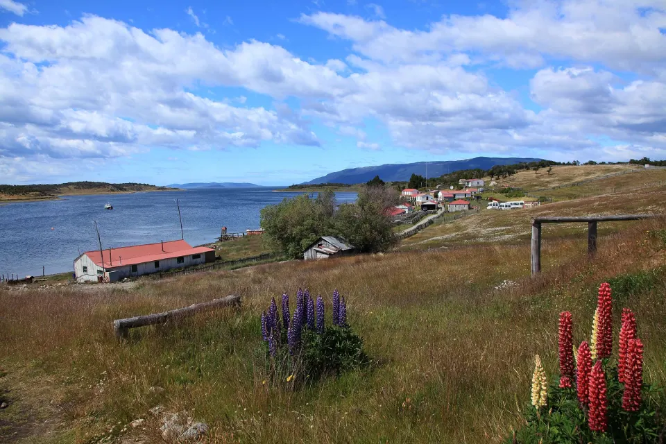 Estancia Harberton junto al Canal Beagle, con lupinos en flor en primer plano