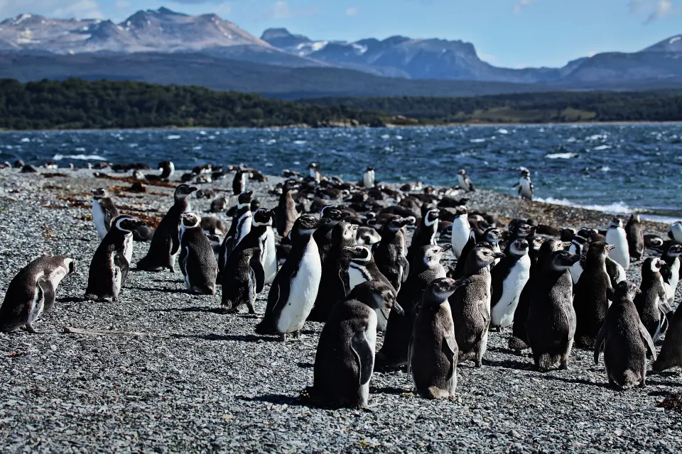 Pingüinos magallánicos adultos y juveniles en la playa de canto rodado de la Isla Martillo, en el Canal Beagle