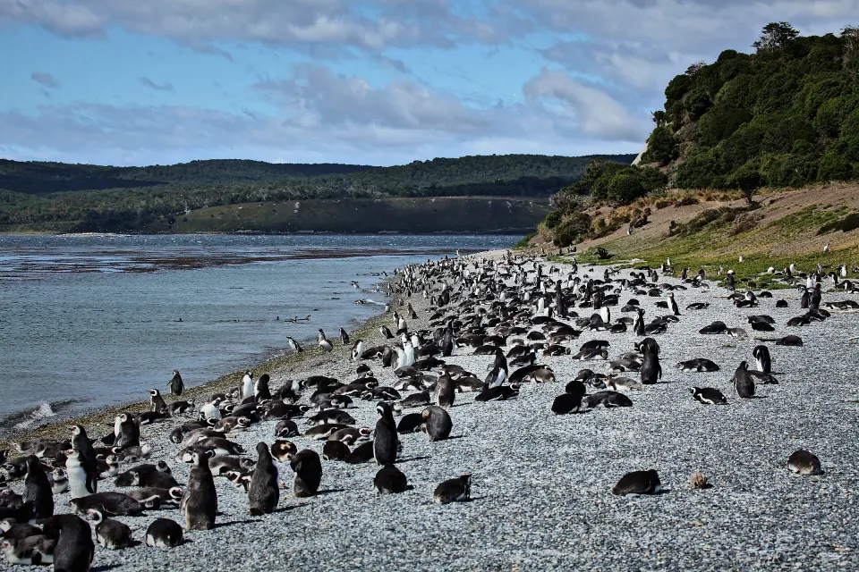 Cientos de pingüinos magallánicos en la costa de la Isla Martillo, junto al Canal Beagle