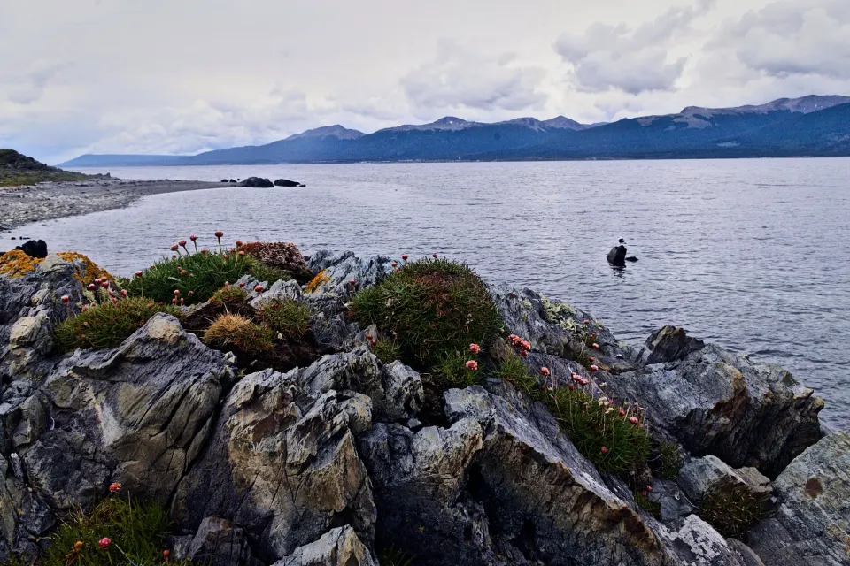 Rocas con flores rosadas en la costa de Puerto Almanza, frente al Canal Beagle y las montañas de la otra orilla