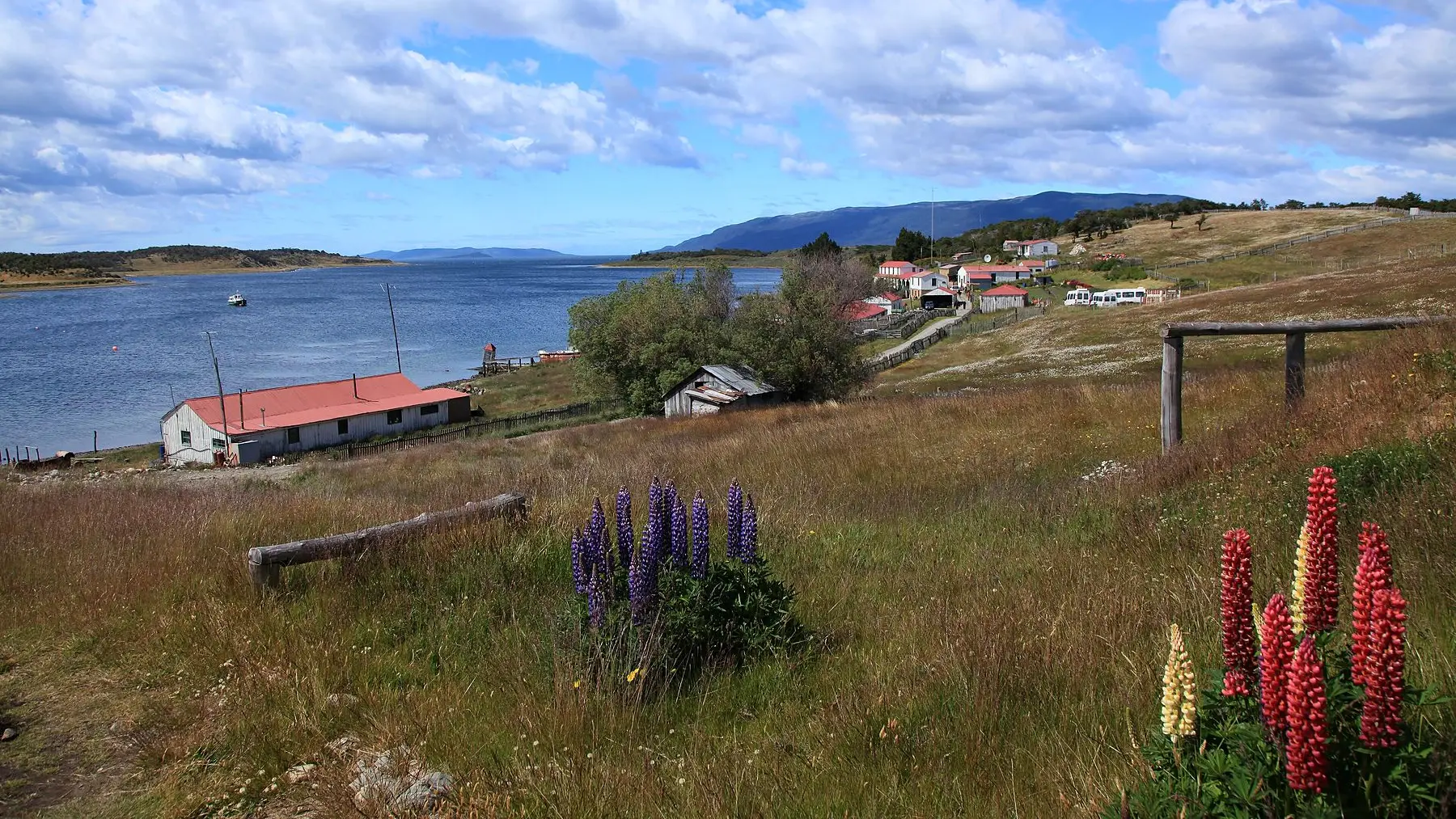 Estancia Harberton junto al Canal Beagle, con lupinos en flor en primer plano