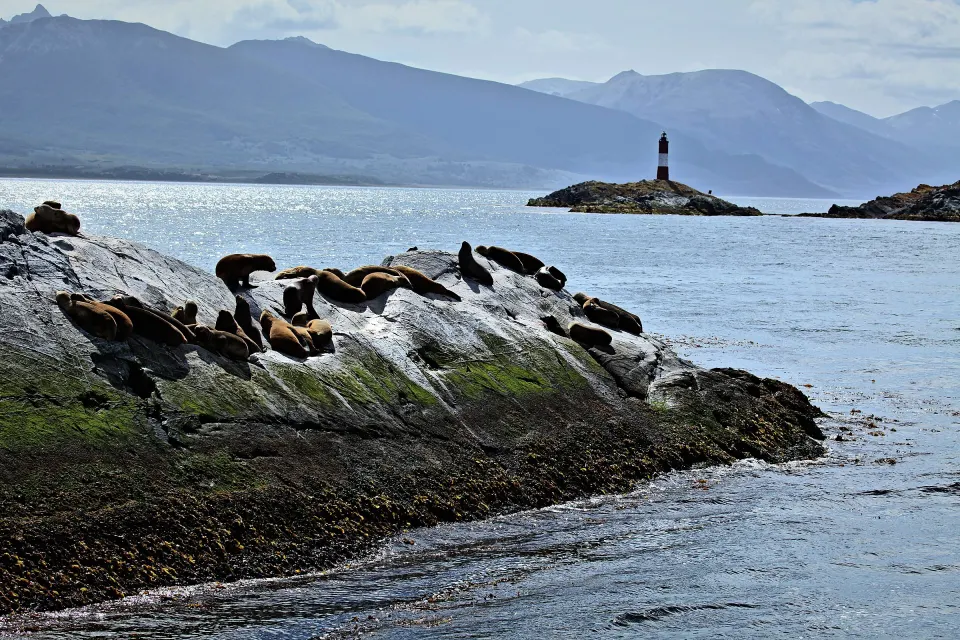 Lobos marinos sobre una roca del Canal Beagle, con el Faro Les Eclaireurs y las montañas al fondo