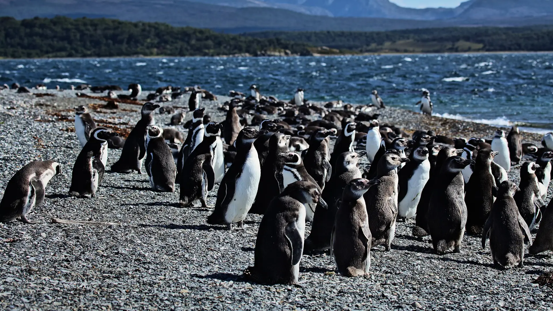 Pingüinos magallánicos adultos y juveniles en la playa de canto rodado de la Isla Martillo, en el Canal Beagle